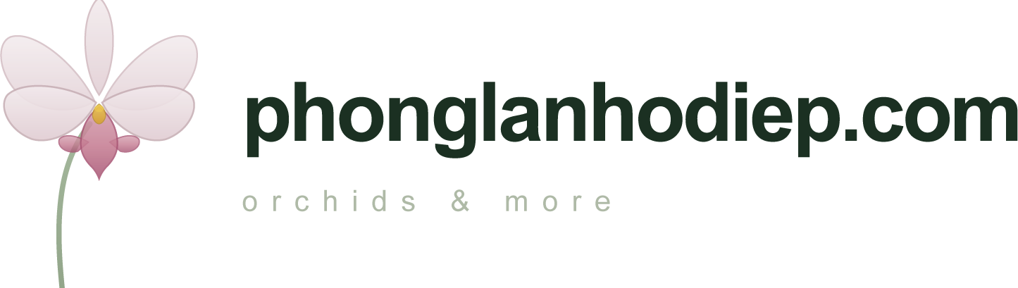 PhongLanHoDiep.com — Không chỉ ngắm lan, mà còn hiểu lan